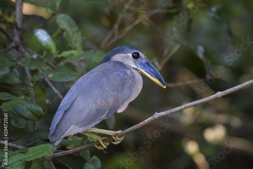 Boat-billed Heron - Cochlearius cochlearius, blue gray heron from New World fresh waters and mangrove, Costa Rica photo
