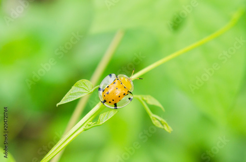 Golden tortoise beetle or Charidotella sexpunctata on green leaves