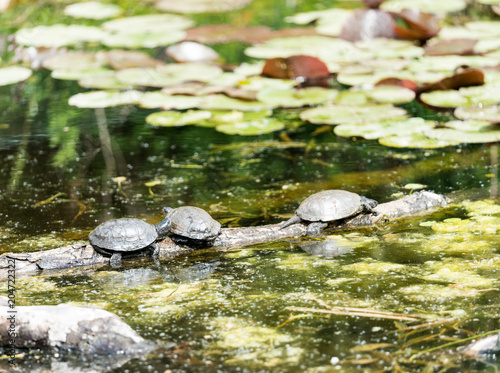 three freshwater turtles sunning themselves on a log in a pond