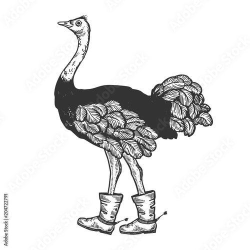 Ostrich in boots with spur animal engraving vector