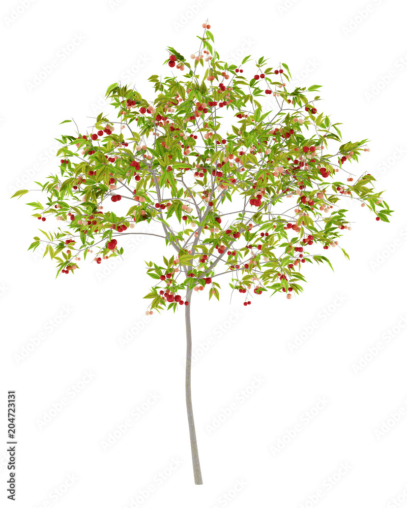 cherry tree with cherries isolated on white background