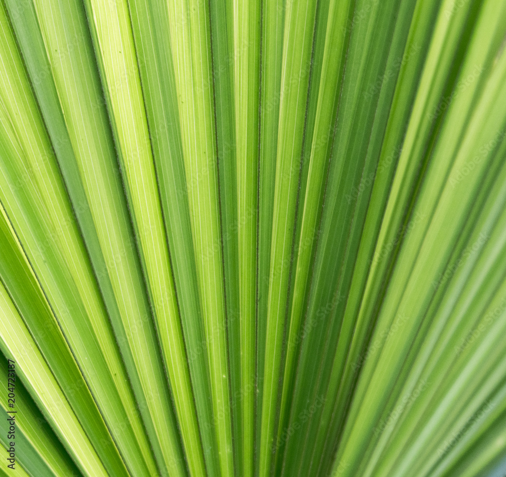 macro close up view of a beautifully structured green leaf macro close up view of a beautifully structured green leaf