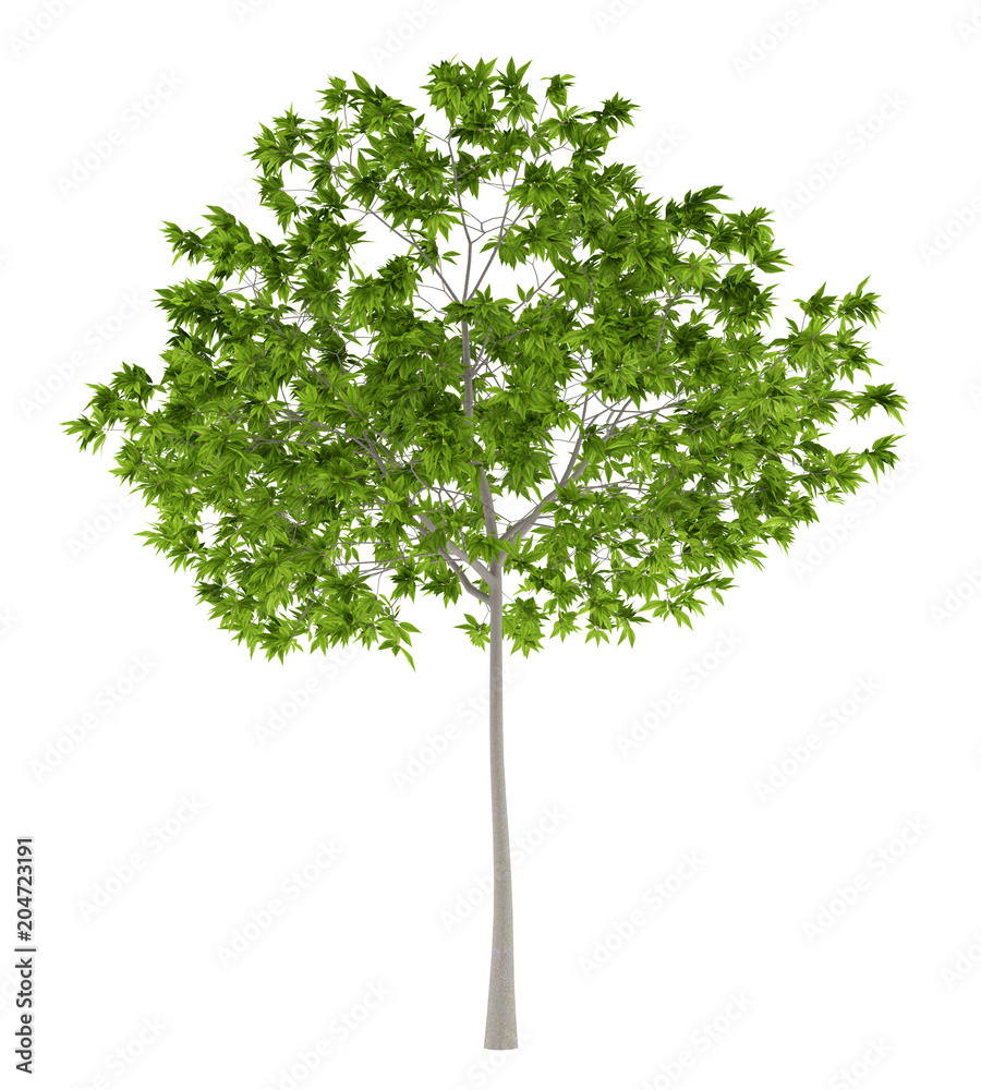 Fototapeta premium cherry tree isolated on white background