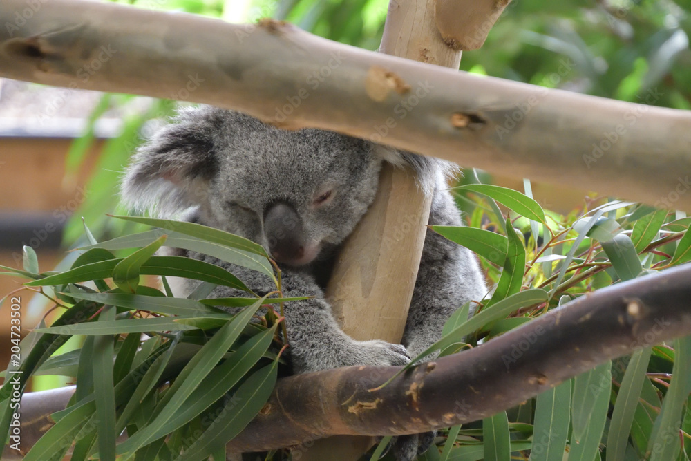 Fototapeta premium Koala