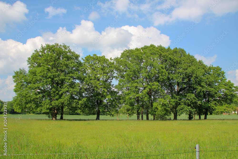group of trees with cloudy sky