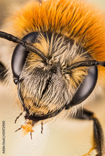 Mining Bee, Andrena