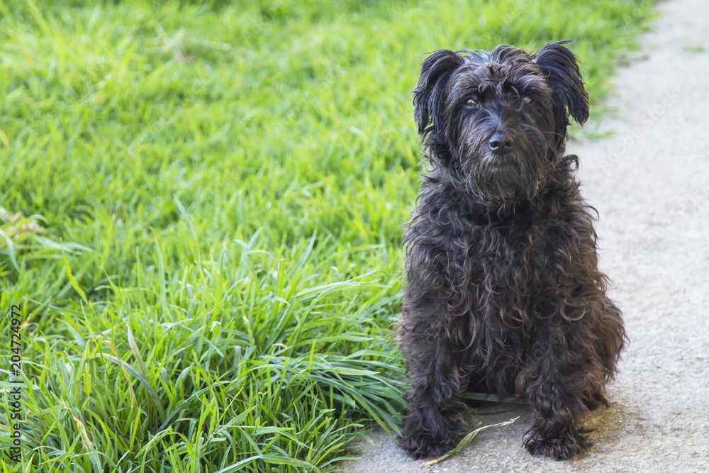 black schnauzer dog in the field black schnauzer dog in the field