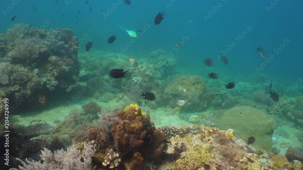 Tropical fish on coral reef at diving. Wonderful and beautiful underwater world with corals and tropical fish. Hard and soft corals. Philippines, Mindoro. Tropical fish on coral reef at diving. Wonderful and beautiful underwater world with corals and tropical fish. Hard and soft corals. Philippines, Mindoro.