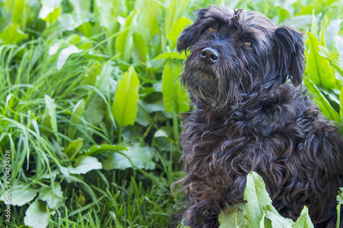 Wallpaper Mural black schnauzer dog in the field Torontodigital.ca