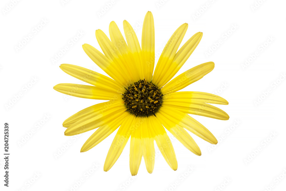 daisy isolated on white background daisy isolated on white background