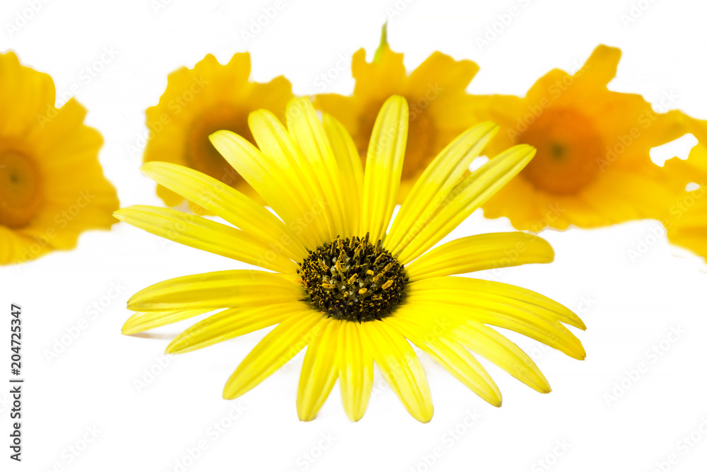 Fototapeta premium daisy isolated on white background