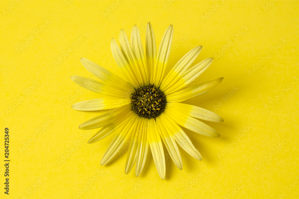 daisy isolated on yellow background Stock Photo | Adobe Stock