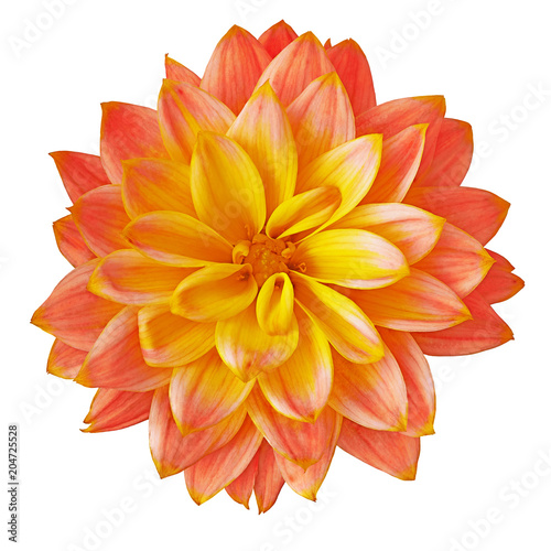 Leinwand Poster Flower red yellow dahlia isolated on white background