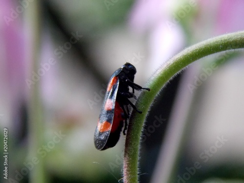 beetle on the plant