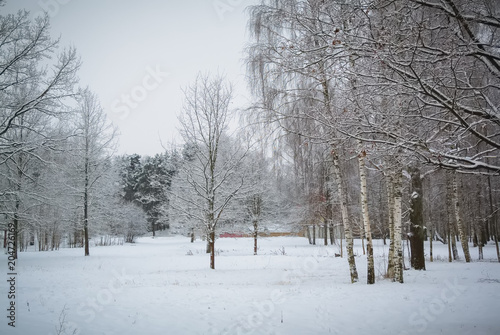 snowy landscape with trees - birches, spruce, pine trees