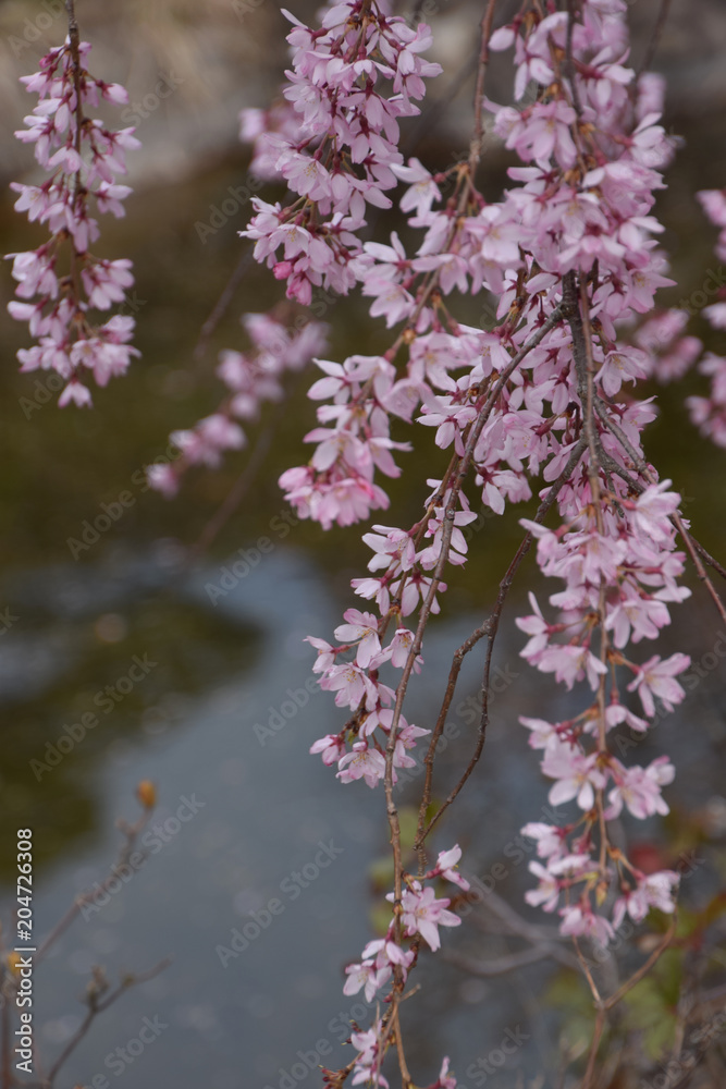 dropping cherry blossom along the stream / 小川沿いのシダレザクラ dropping cherry blossom along the stream / 小川沿いのシダレザクラ