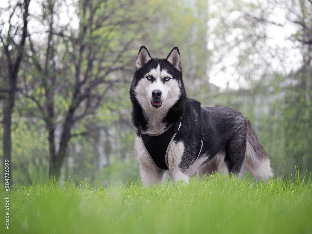 Portrait of a Husky dog. Summer, green grass