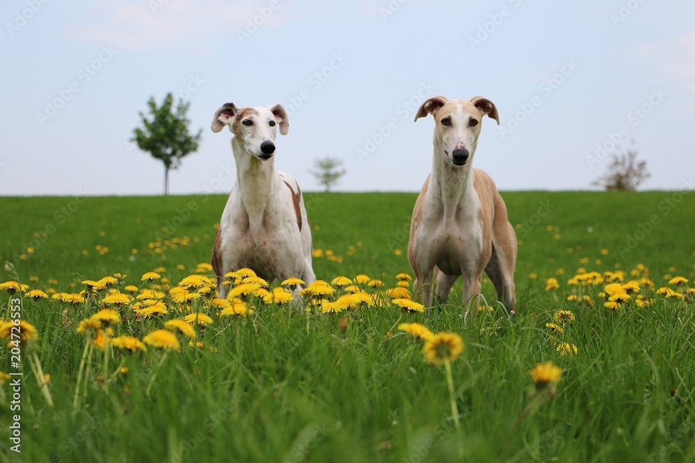 two beautiful galgos are standing on a field with dandelions two beautiful galgos are standing on a field with dandelions
