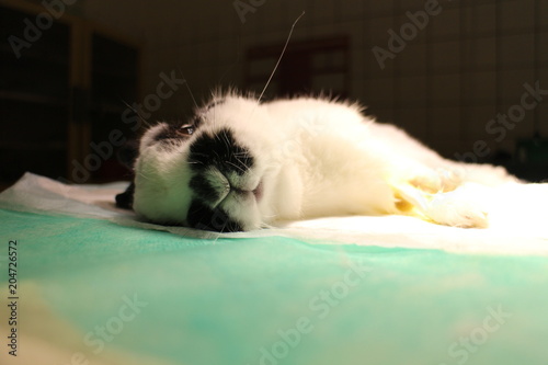 Patchy rabbit lying on operating table 