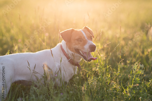 Dog Jack Russell Terrier playing on nature