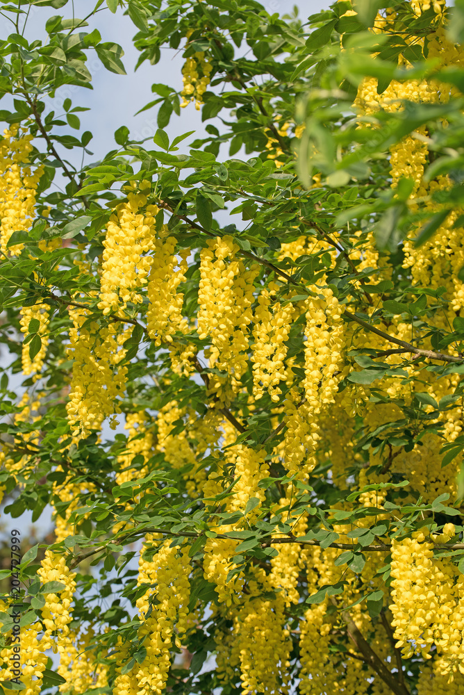 Naklejka premium Gewöhnlicher Goldregen, Laburnum