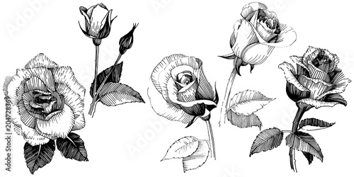 Wildflower rose flower in a vector style isolated. Vector wildflower for background, texture, wrapper pattern, frame or border.