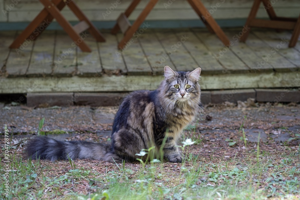 Obraz premium Norwegian Forest Cat