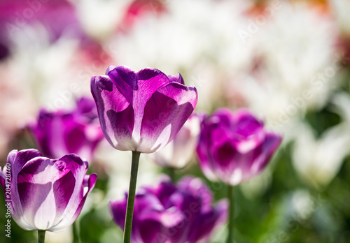 Purple tulips on unfocused background in Holland