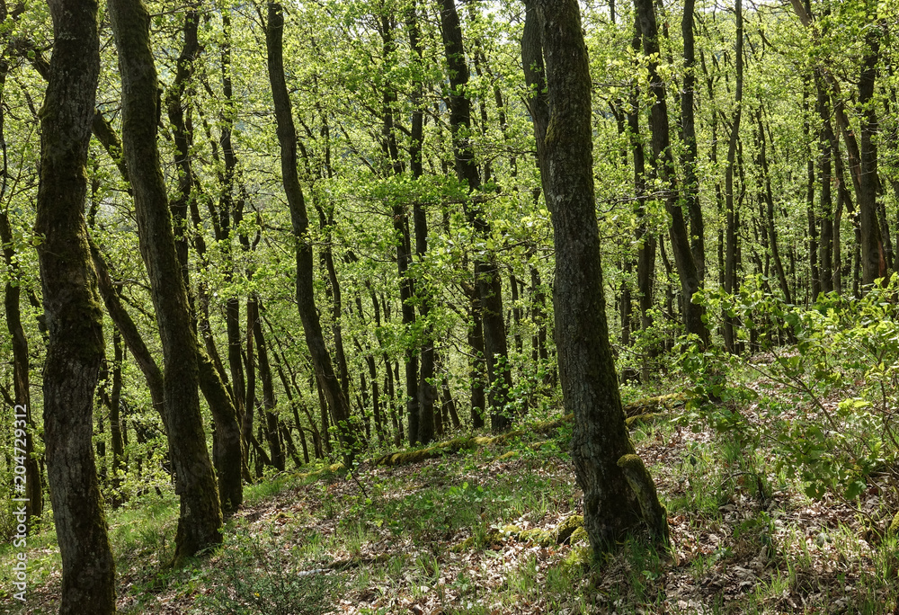 abstract background,forest on the mountain abstract background,forest on the mountain