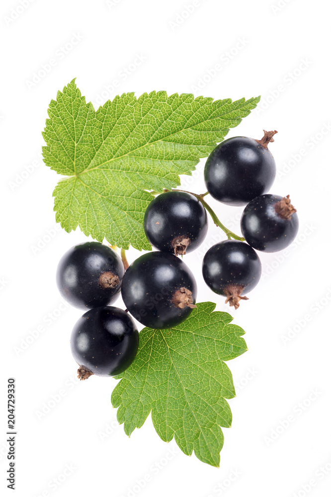 fresh blackcurrant berries with leaves isolated fresh blackcurrant berries with leaves isolated