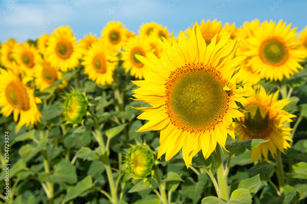 Blooming sunflowers on a background of blue sky