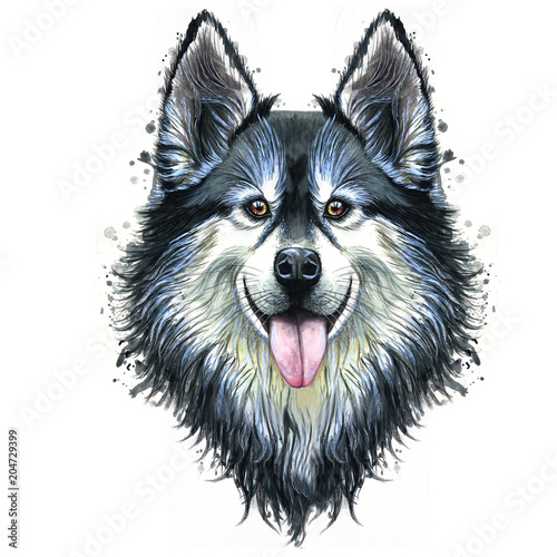 Watercolor print of a dog portrait of a hussy or husky breed, a mammal animal on a white background with long hair, smiling for design