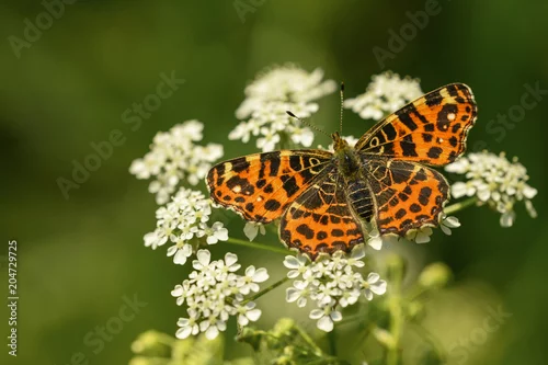 Fototapeta samoprzylepna Landkärtchen (Araschnia levana)