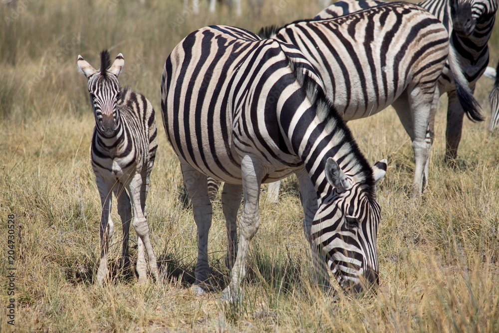 Naklejka premium Zebrafamilie