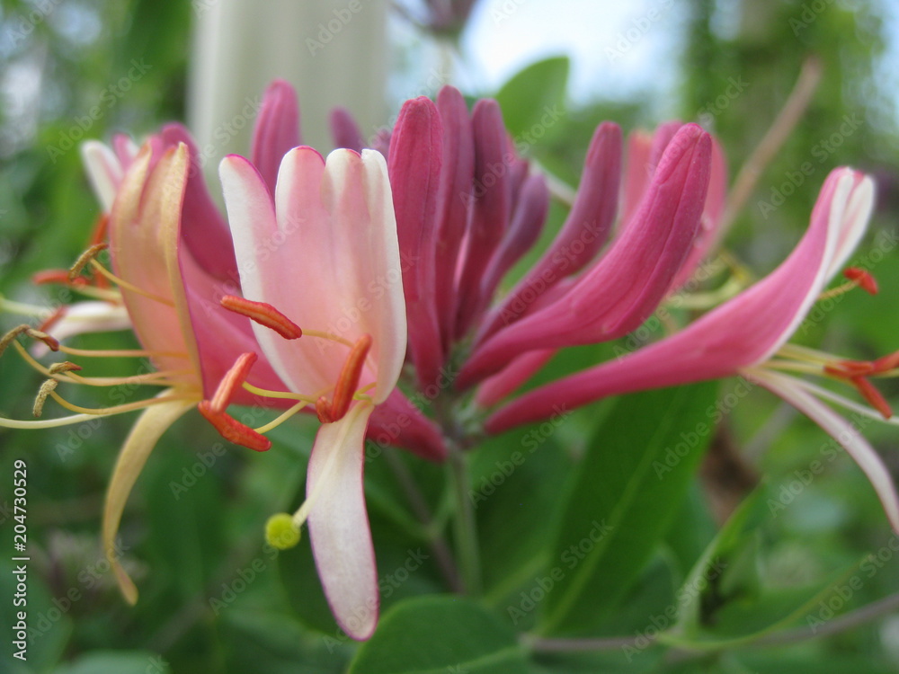 Rosa Blüte