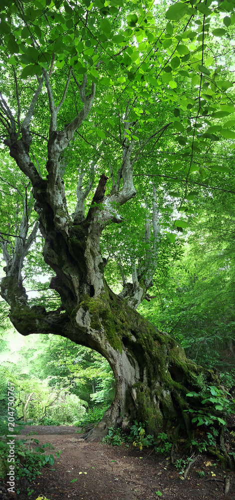 Big old oak in the forest in Stranja mountain Big old oak in the forest in Stranja mountain