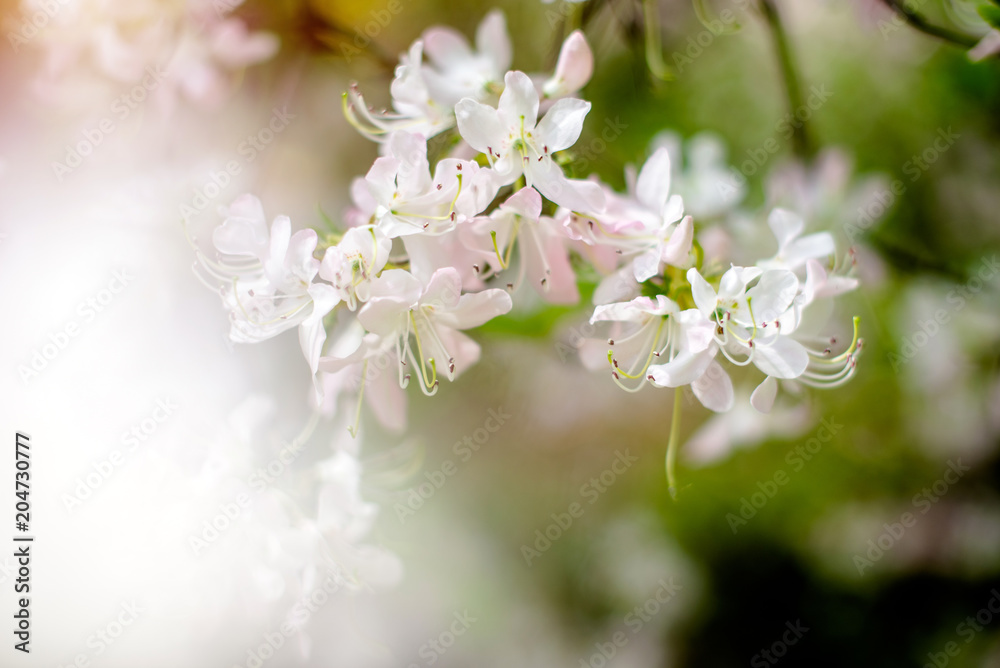 White rhododendron blooms against the background of green grass White rhododendron blooms against the background of green grass