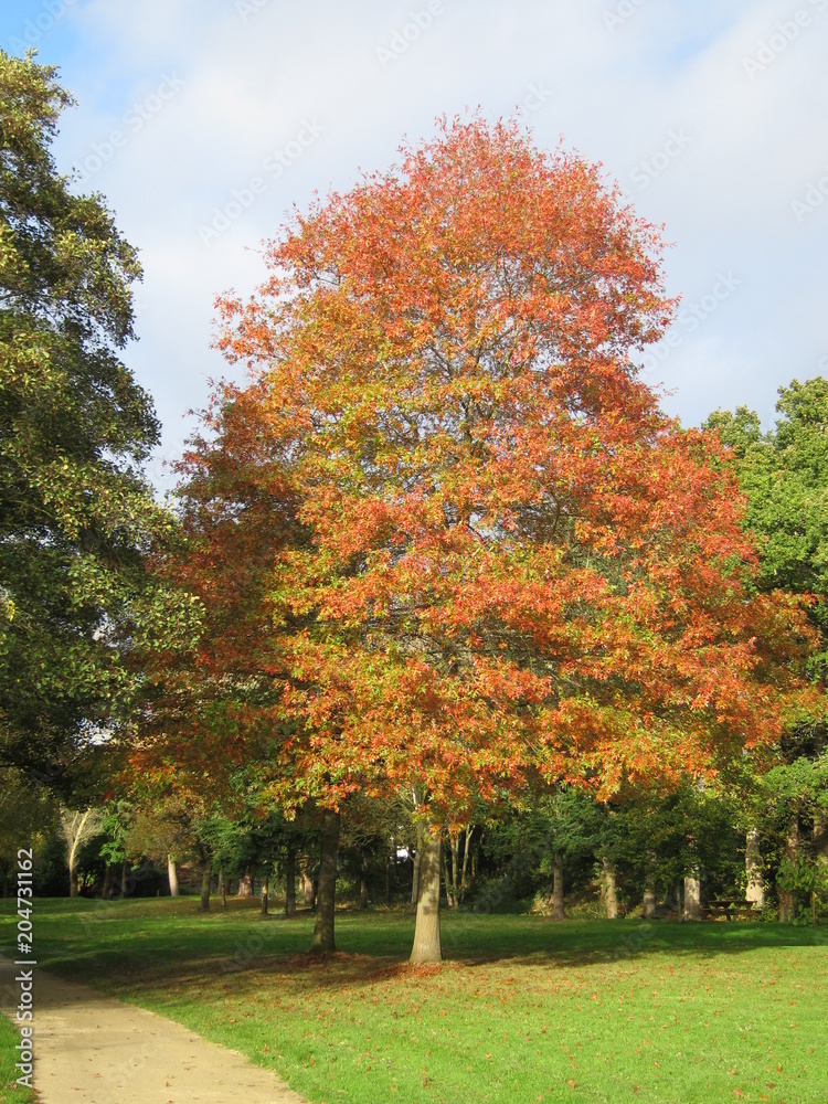 Naklejka premium Tree in autumn colours
