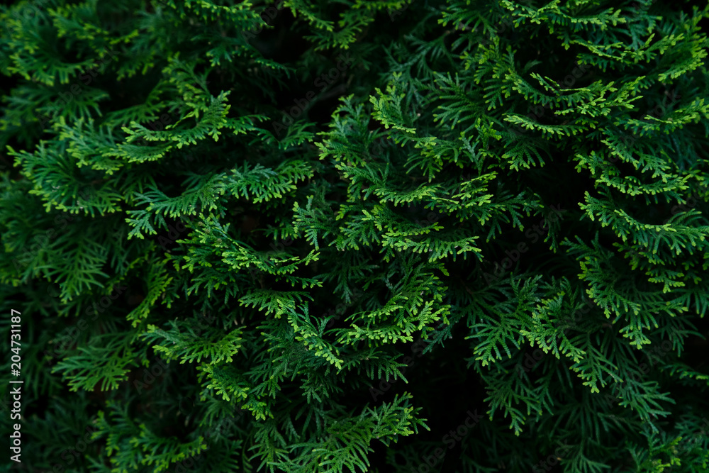 Cypress tree green texture. Organic ecological concept Cypress tree green texture. Organic ecological concept