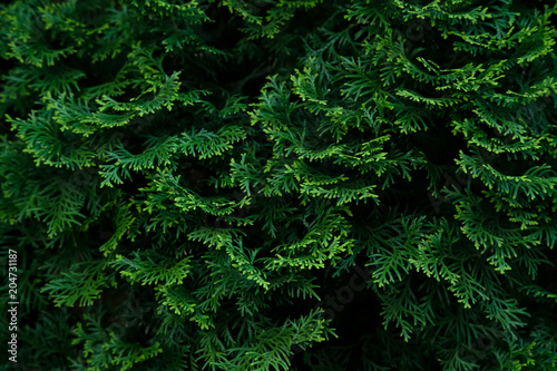 Cypress tree green texture. Organic ecological concept