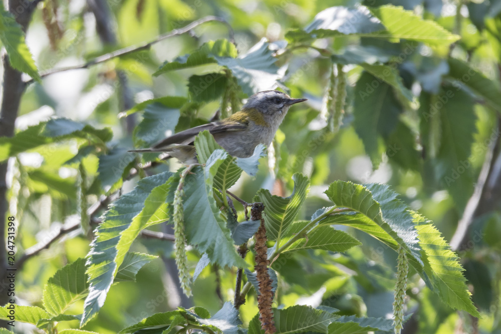 Fototapeta premium Melodious Warbler bird on tree, Hippolais polyglotta