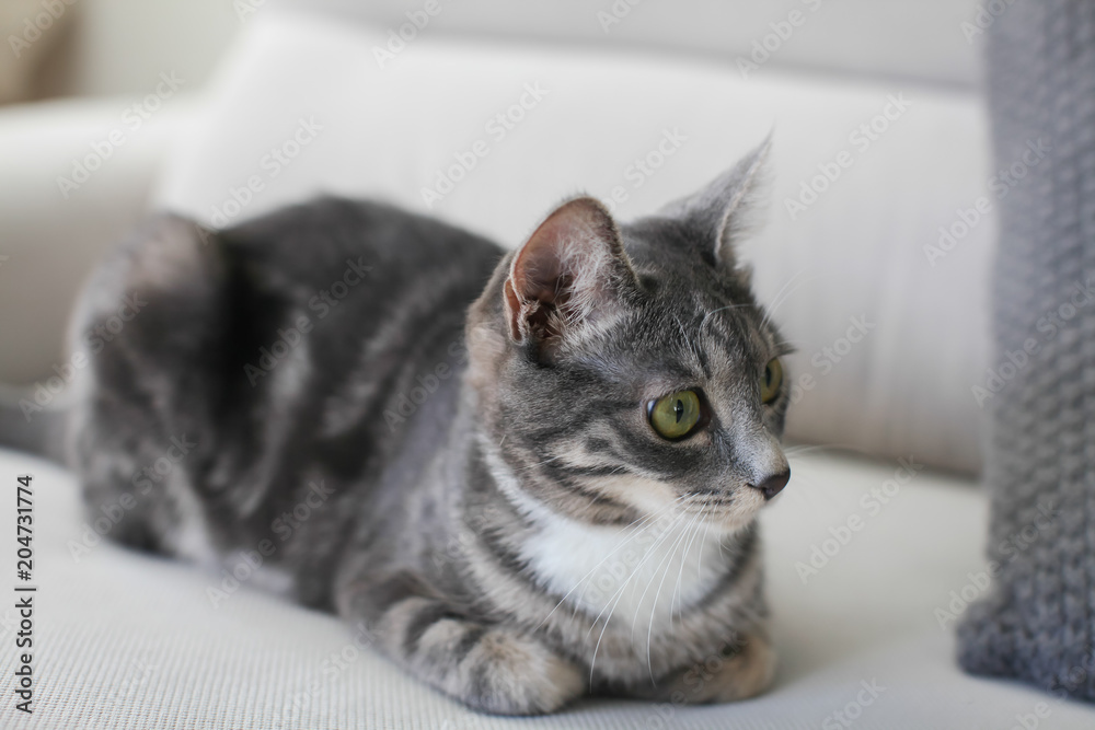 gray cat portrait on the sofa