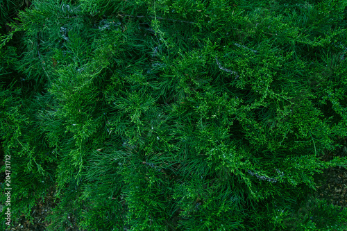 Coniferous tree green texture. Organic ecological concept