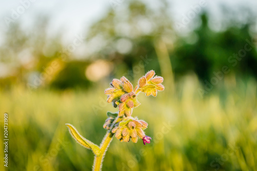 bud plant Symphytum officinale 