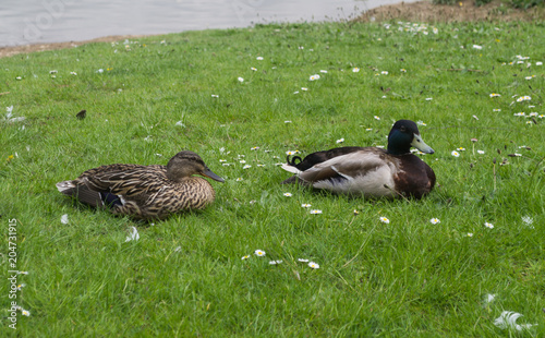 Φωτογραφία Duck Silver Bantam Male and Female