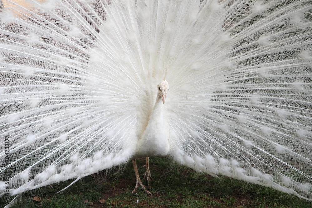 Obraz premium A white peacock at bus station in Budva, Montenegro