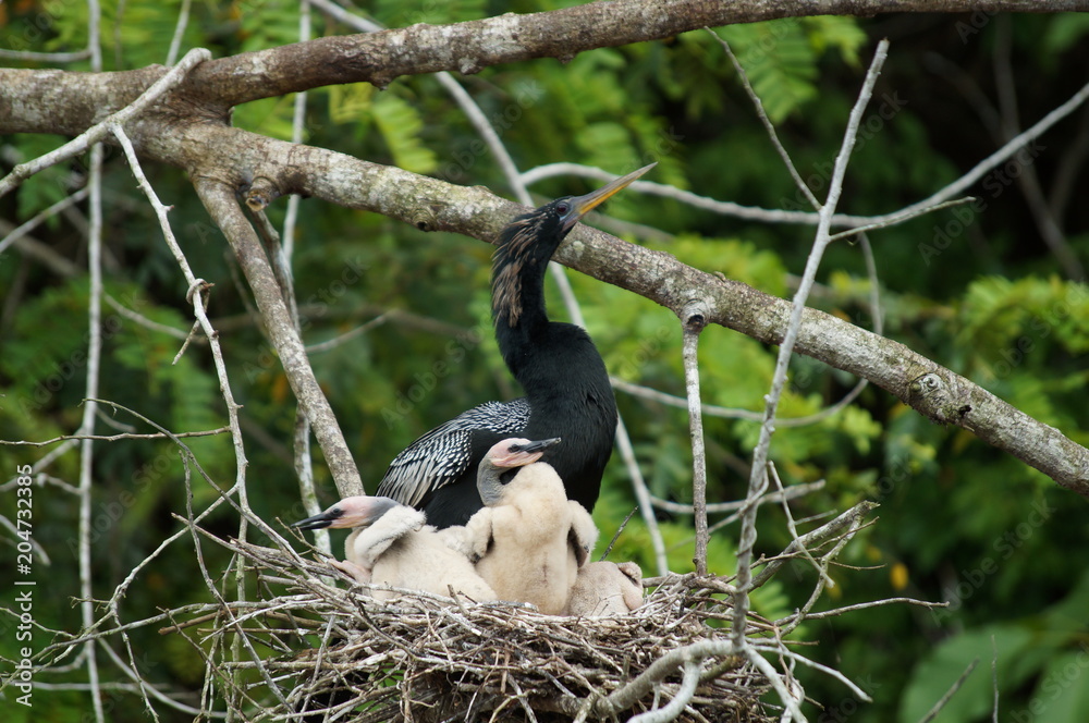 Obraz premium Costa rica snakebird anhinga baby chicks