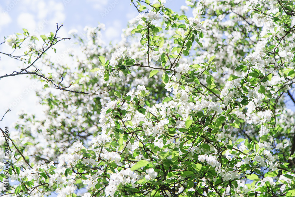View of blossoming apple tree and bright blue sky at the springtime. Natural beauty concept. View of blossoming apple tree and bright blue sky at the springtime. Natural beauty concept.