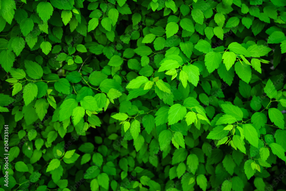 Overhead image of fresh green leaves texture Overhead image of fresh green leaves texture