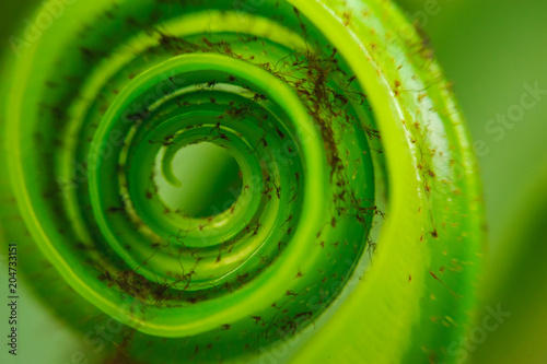close up spiral growing fresh fern